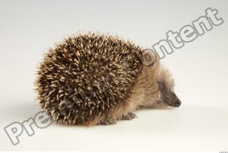 Hedgehog - Erinaceus europaeus  0028